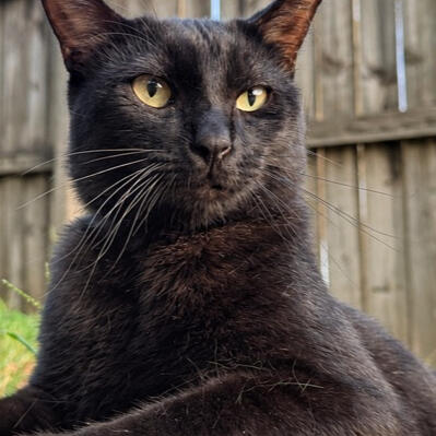 Binx, a black rescue cat